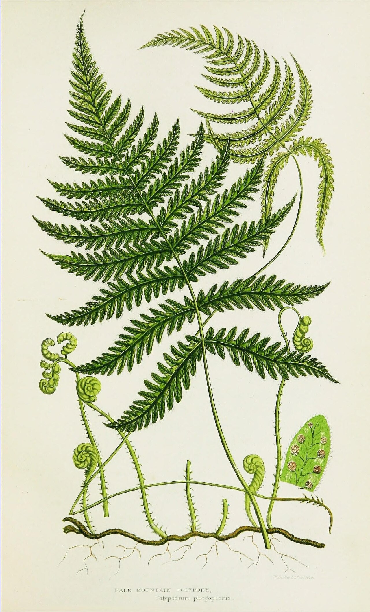 Botanical illustration of ferns from "The Ferns of Great Britain" (1855). Recursive branching at mid-range fractal dimension.